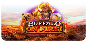 Buffalo On Fire